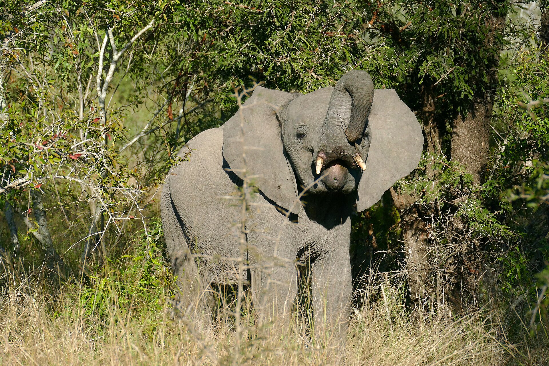 Savanna Elephant (Loxodonta africana) young struggling with a thorny twig ... (52143019558).jpg